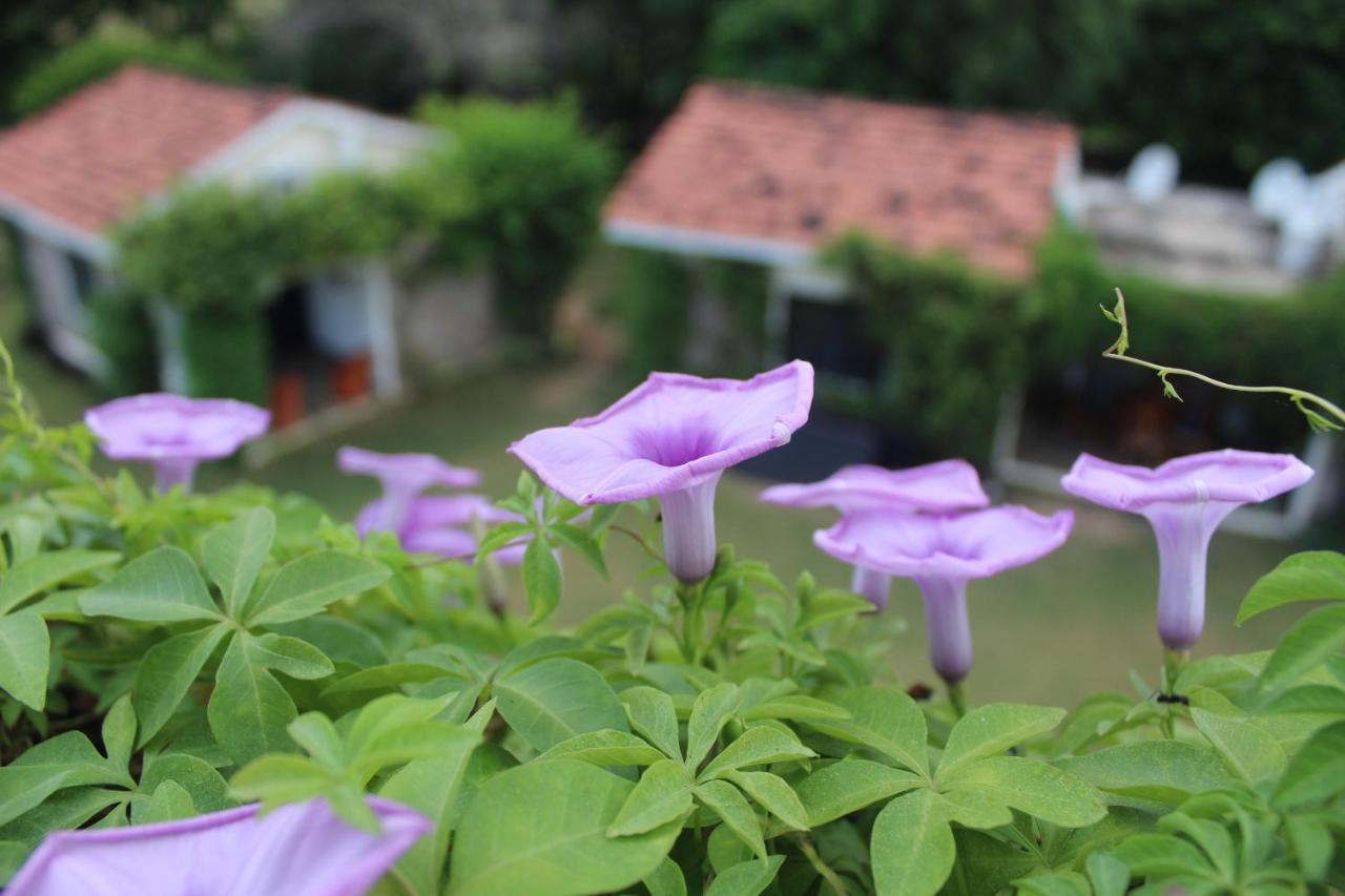 Pushkar Resort Eksteriør billede